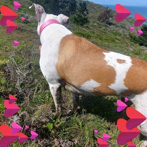 Meet your Posher, Rene